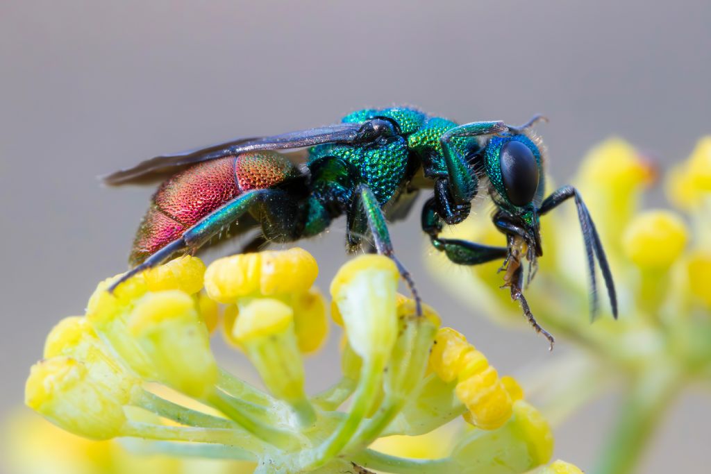 Chrysididae sp.